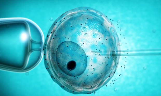 Using Fresh vs. Frozen Donor Eggs for IVF (2023)